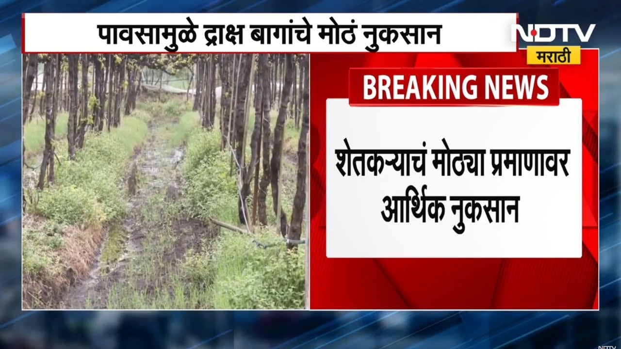 Nashik Farmers News | द्राक्षांची पंढरी म्हणून ओळख असलेल्या नाशिकमधील द्राक्षशेतकरी पावसाने हवालदिल