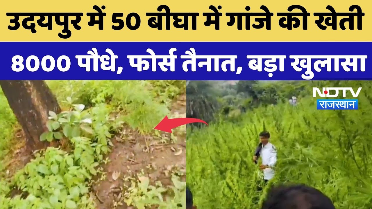 Anti-Terrorism Squad Action:उदयपुर में 50 बीघा में गांजे की खेती 8000 पौधे, फाॅर्स तैनात, बड़ा खुलासा Anti-Terrorism Squad Action:उदयपुर में 50 बीघा में गांजे की खेती 8000 पौधे, फाॅर्स तैनात, बड़ा खुलासा