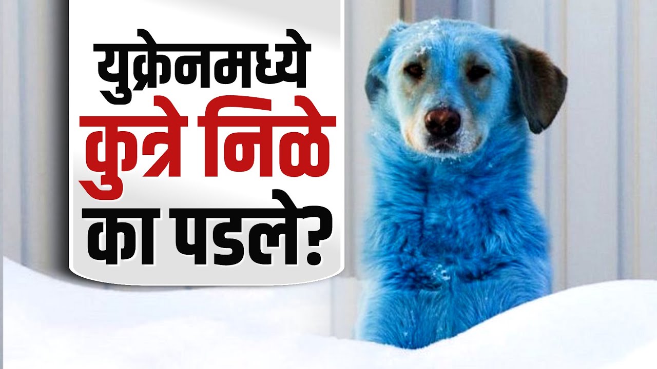 Global Report: Dogs Reportedly Seen Turning Bright Blue|चेर्नोबिलमध्ये निळ्या कुत्र्यांचं रहस्य काय?