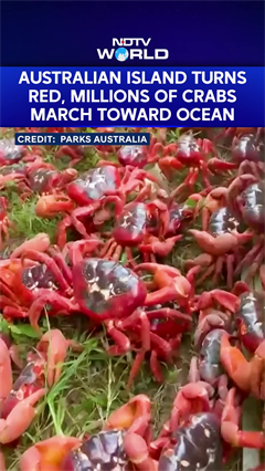 Video: Australia News | Millions Of Migrating Red Crabs Cross Christmas Island To Reach The Ocean