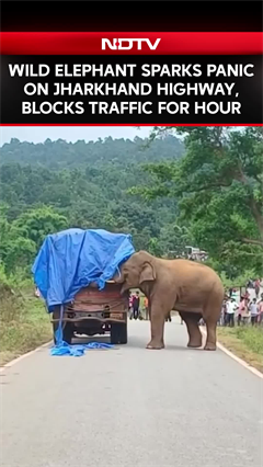 Wild Elephant Sparks Panic on Jharkhand Highway, Blocks Traffic for Hours