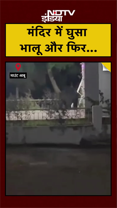 मंदिर में घुसा भालू और फिर... | Mount Abu | Rajasthan News | #shorts #ytshorts