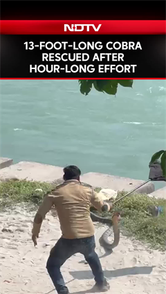 13-Foot-Long Cobra Rescued After Hour-Long Effort 13-Foot-Long Cobra Rescued After Hour-Long Effort
