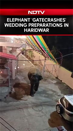 Video: Elephant 'Gatecrashes' Wedding Preparations In Haridwar