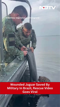 Wounded Jaguar With Multiple Gunshot Injuries Rescued By Brazilian Military From Rio Negro River Wounded Jaguar With Multiple Gunshot Injuries Rescued By Brazilian Military From Rio Negro River
