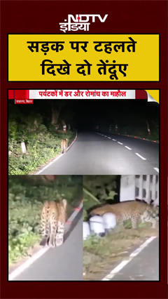 बिहार में सड़क पर टहलते दिखे दो तेंदूंए | #shorts #ytshorts #bihar