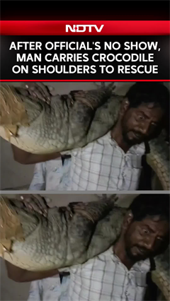 Video: After Officials' No Show, Man Carries Crocodile On Shoulders To Rescue