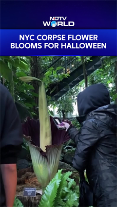 Video: NYC Corpse Flower Blooms For Halloween