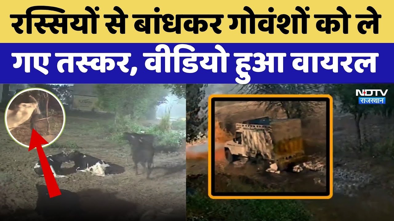 रस्सियों से बांधकर गोवंशों को ले गए तस्कर, Video हुआ Viral