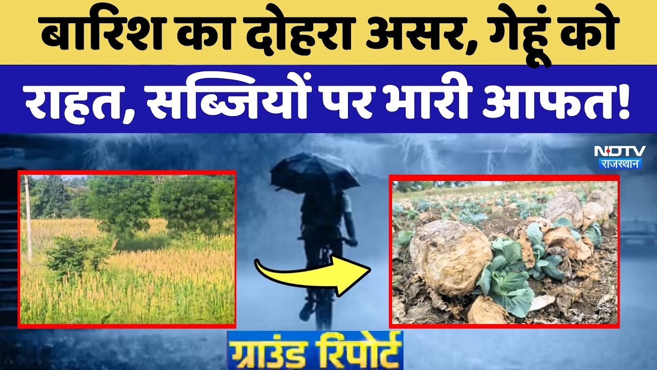 Karauli में Heavy Rain का दोहरा असर, गेहूं को राहत, सब्जियों पर भारी आफत!