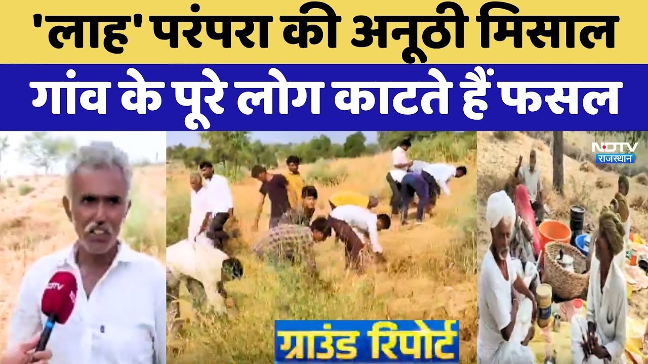 Barmer में 'लाह' परंपरा की अनूठी मिसाल, Gaon के पूरे लोग काटते हैं फसल
