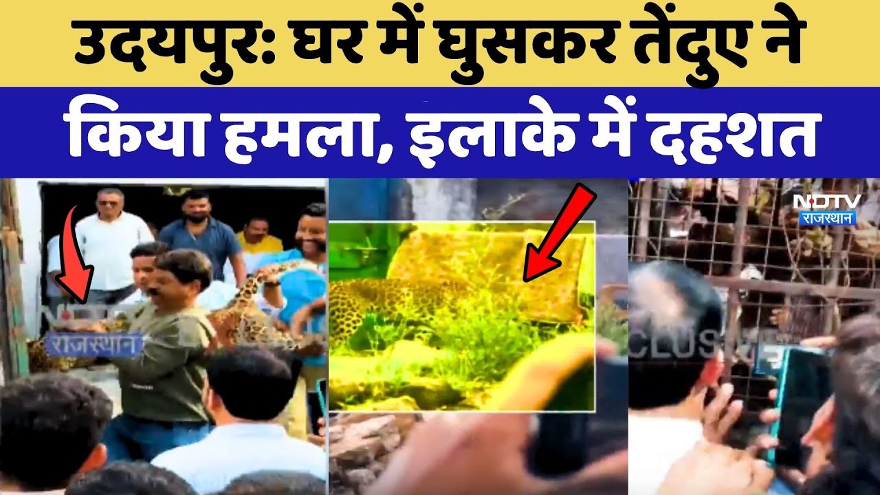Udaipur Leopard Attack News: घर में घुसकर तेंदुए ने किया हमला, इलाके में दहशत !