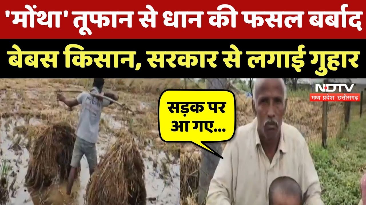 Surajpur News: Cyclone Montha से धान की फसल बर्बाद, किसानों ने सरकार से लगाई गुहार! CG | Rain Alert