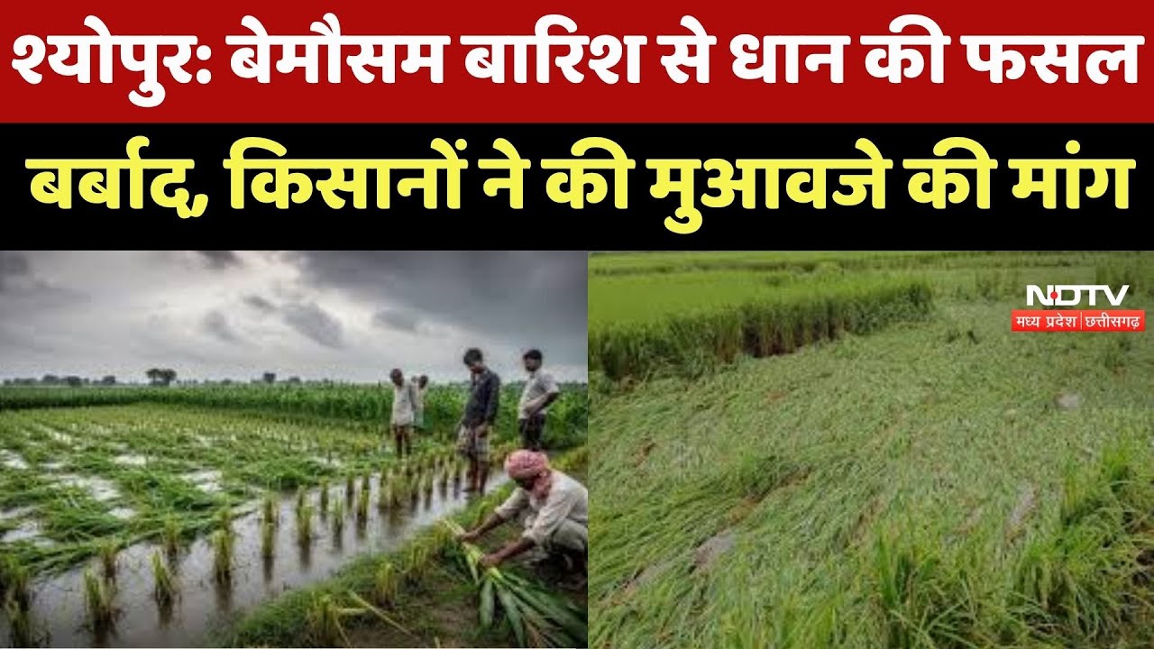 MP Weather : बेमौसम बारिश से धान की फसल बर्बाद, Farmers ने की मुआवजे की मांग