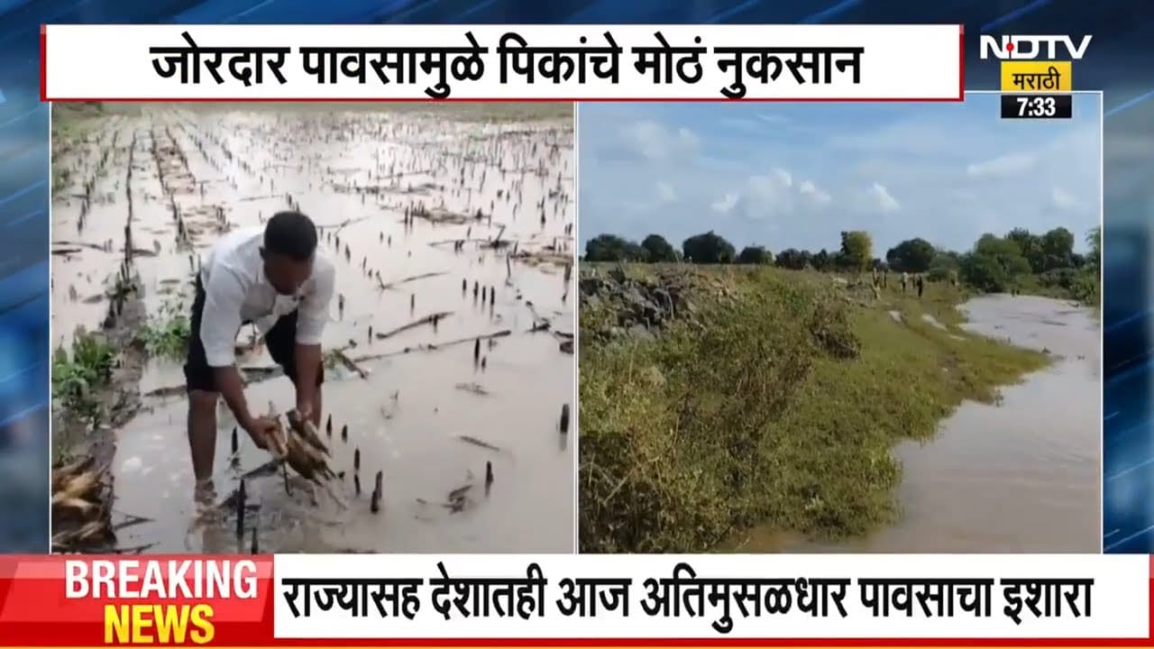 Jalgaon Heavy Rains | कपाशी, मका, सोयाबीनचं नुकसान; जळगावात अतिवृष्टीमुळे पिकांचं मोठं नुकसान । NDTV