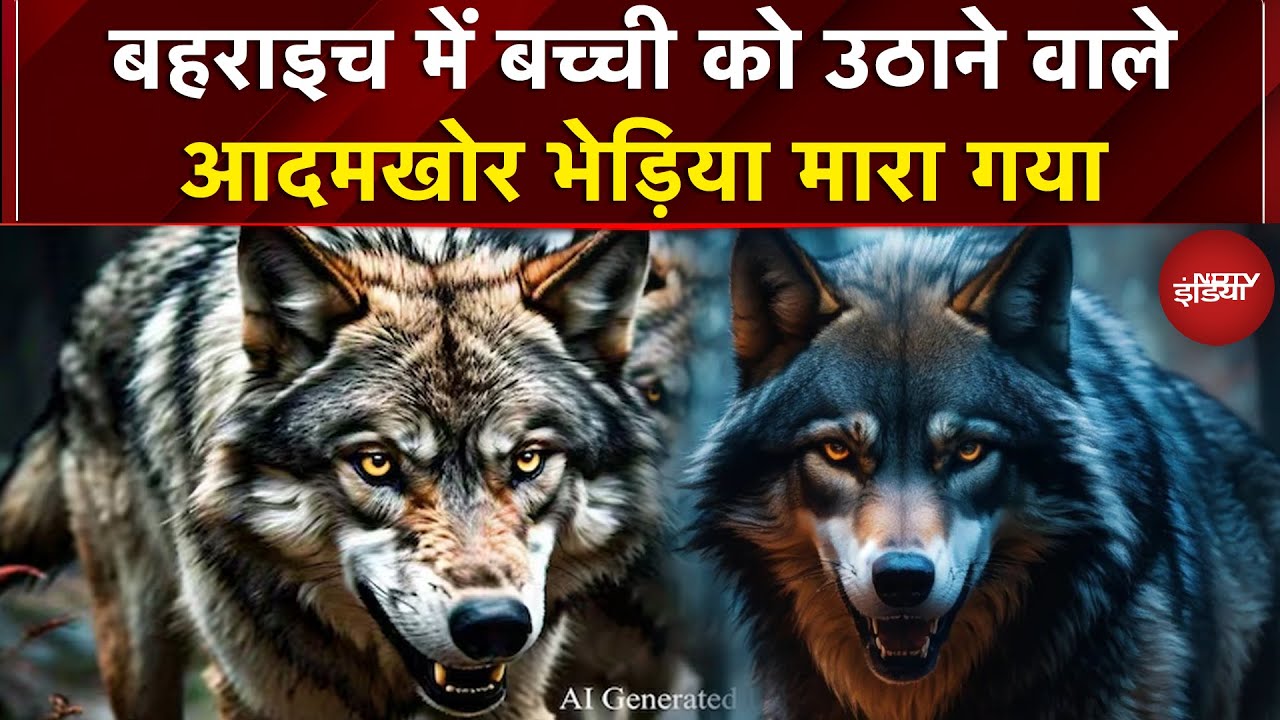 Uttar Pradesh के Bahraich में बच्ची को उठाने वाले आदमखोर भेड़िया मारा गया | Breaking News