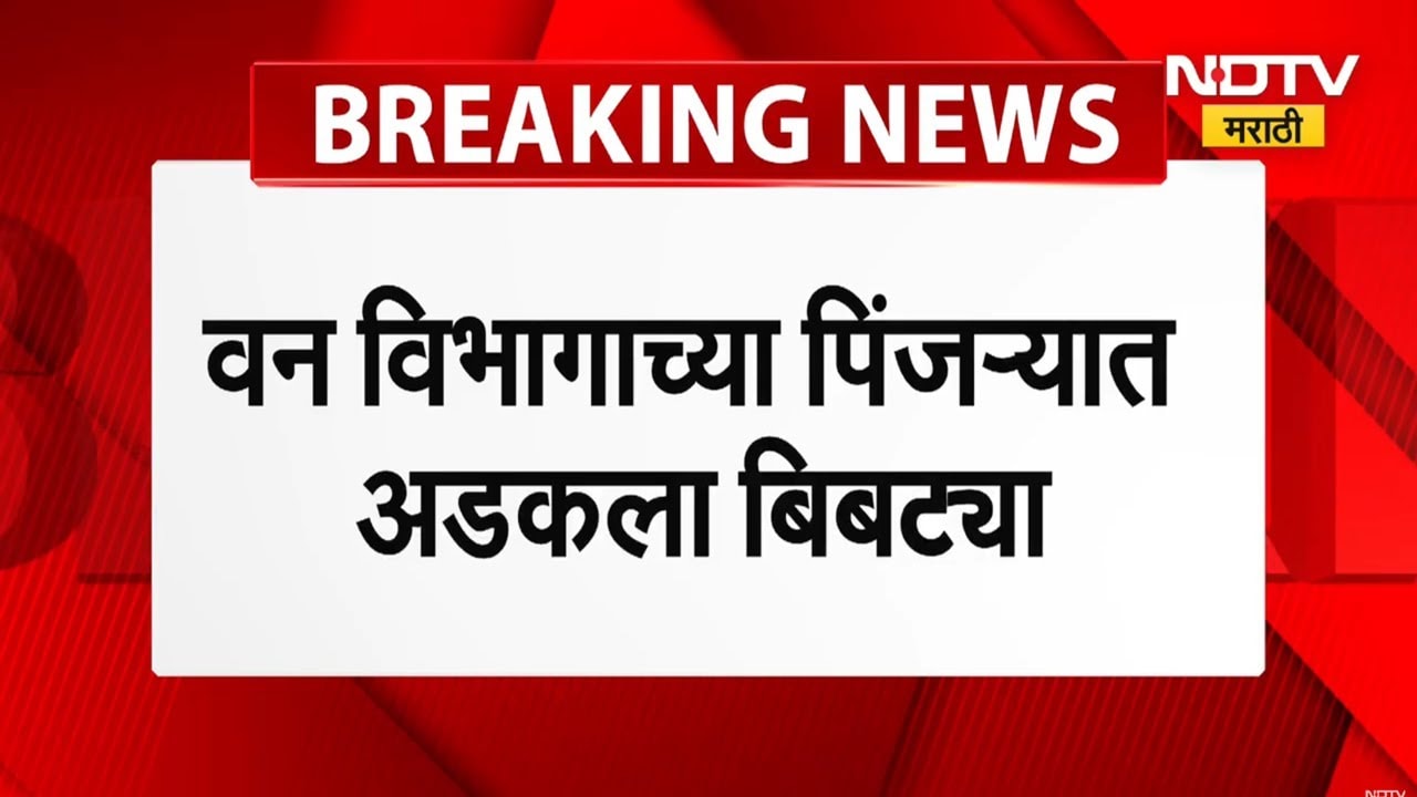 Pune Shirur Leopard | वनविभागाच्या पिंजऱ्यात अडकला एक बिबट्या, नागरिकांकडून मारून टाकण्याची मागणी