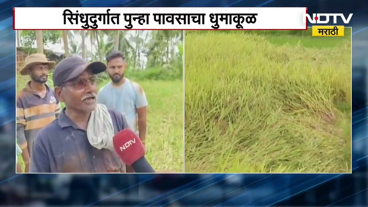 Sindhudurga Rains | सिंधुदुर्गात पावसाचा धुमाकूळ, भात शेतकऱ्यांचं मोठं नुकसान, NDTV मराठीचा रिपोर्ट