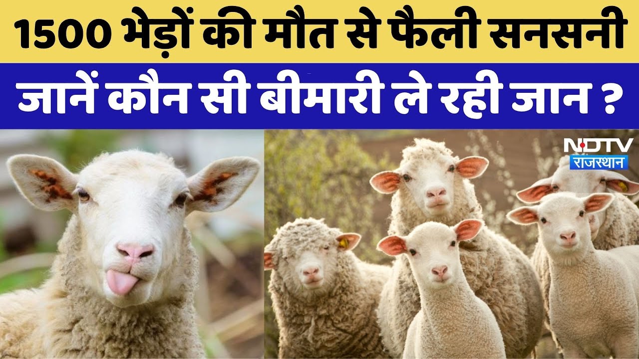 Jalore Sheep Death:भेड़-बकरियों की रहस्यमयी मौत | Rajasthan Top News | Latest News | Viral Video