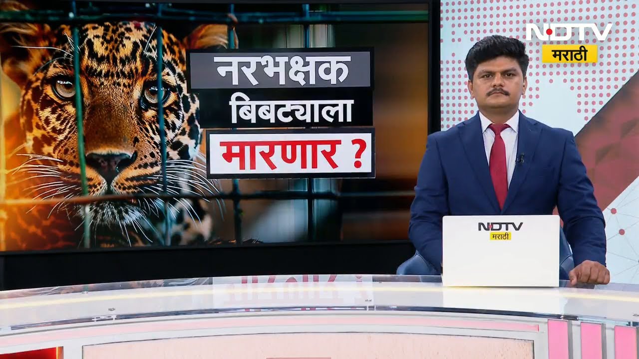 Special Report | | Pimparkhedमध्ये Bibtya जेरबंद, पण 'नरभक्षक' तोच का? वनविभाग मारणार की सोडणार?