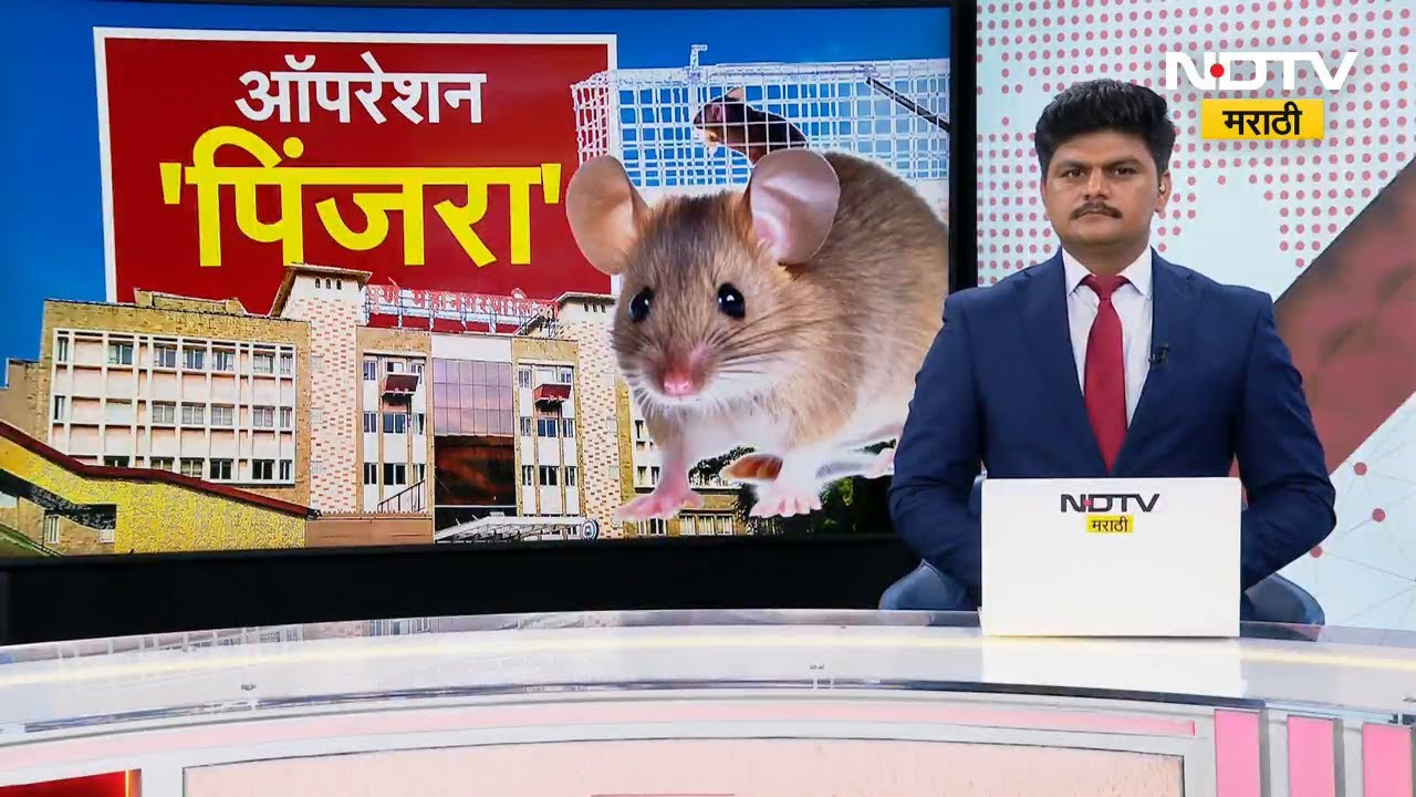 Pune | Operation Pinjara | पुण्यात बिबट्या-उंदरांची दहशत; पालिकेने राबवले 'ऑपरेशन पिंजरा' | NDTV