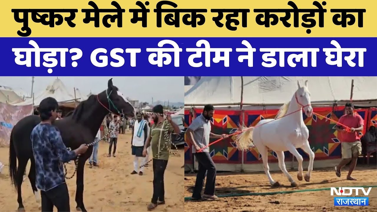 Pushkar Mela 2025:पुष्कर मेले में बिक रहा करोड़ों का घोड़ा? | GST | Rajasthan Top News | Viral Video