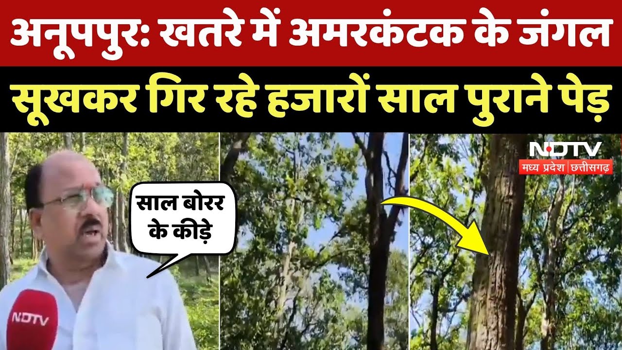 Anuppur News: क्यों खतरे में आए अमरकंटक के जंगल? देखिए ये Ground Report | MP Latest News