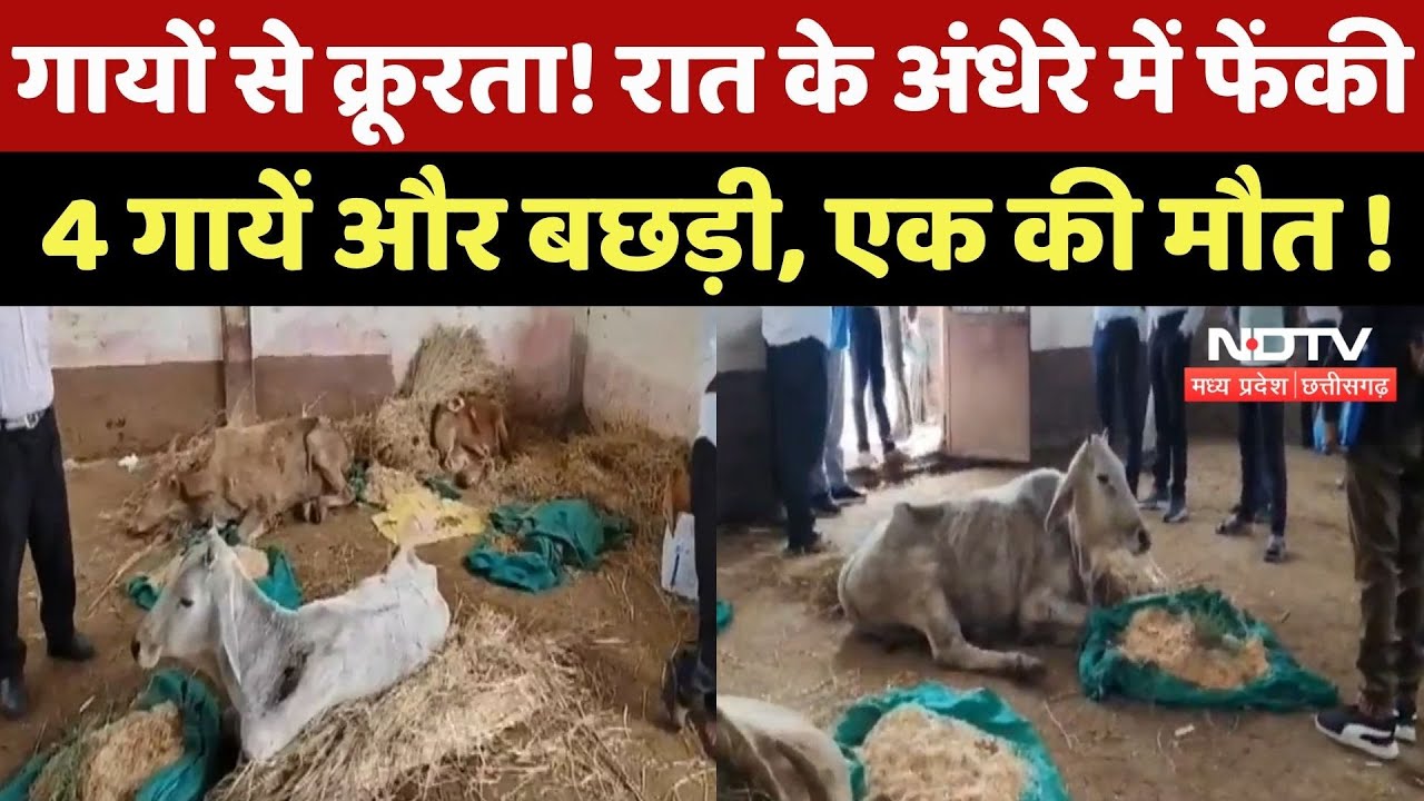 Ashoknagar News : अशोकनगर में क्रूरता की हदें पार, रात में फेंकी 4 Cows, 1 की मौत!