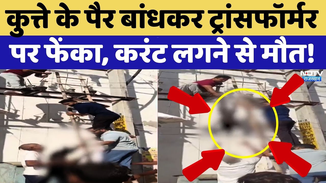 Jaipur News: कुत्ते के पैर बांधकर ट्रांसफॉर्मर पर फेंका, करंट लगने से मौत! | Viral | Rajasthan News