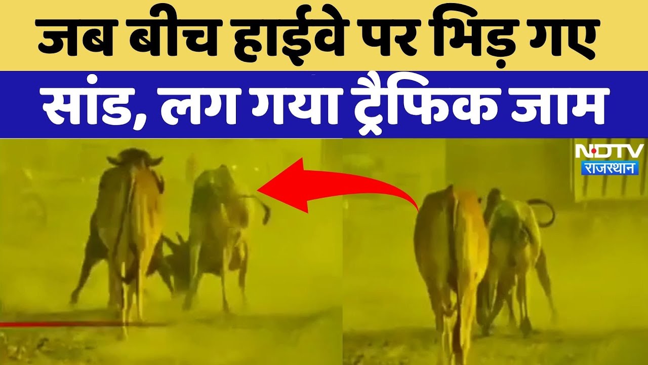 Sanchore Viral Video: बीच हाईवे पर भिड़ गए सांड, मच गई अफरा-तफरी | Bull Fight | Rajasthan | Top News
