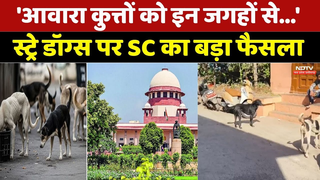 Public Place से हटाएं जाए कुत्ते और आवारा जानवर, SC का आदेश