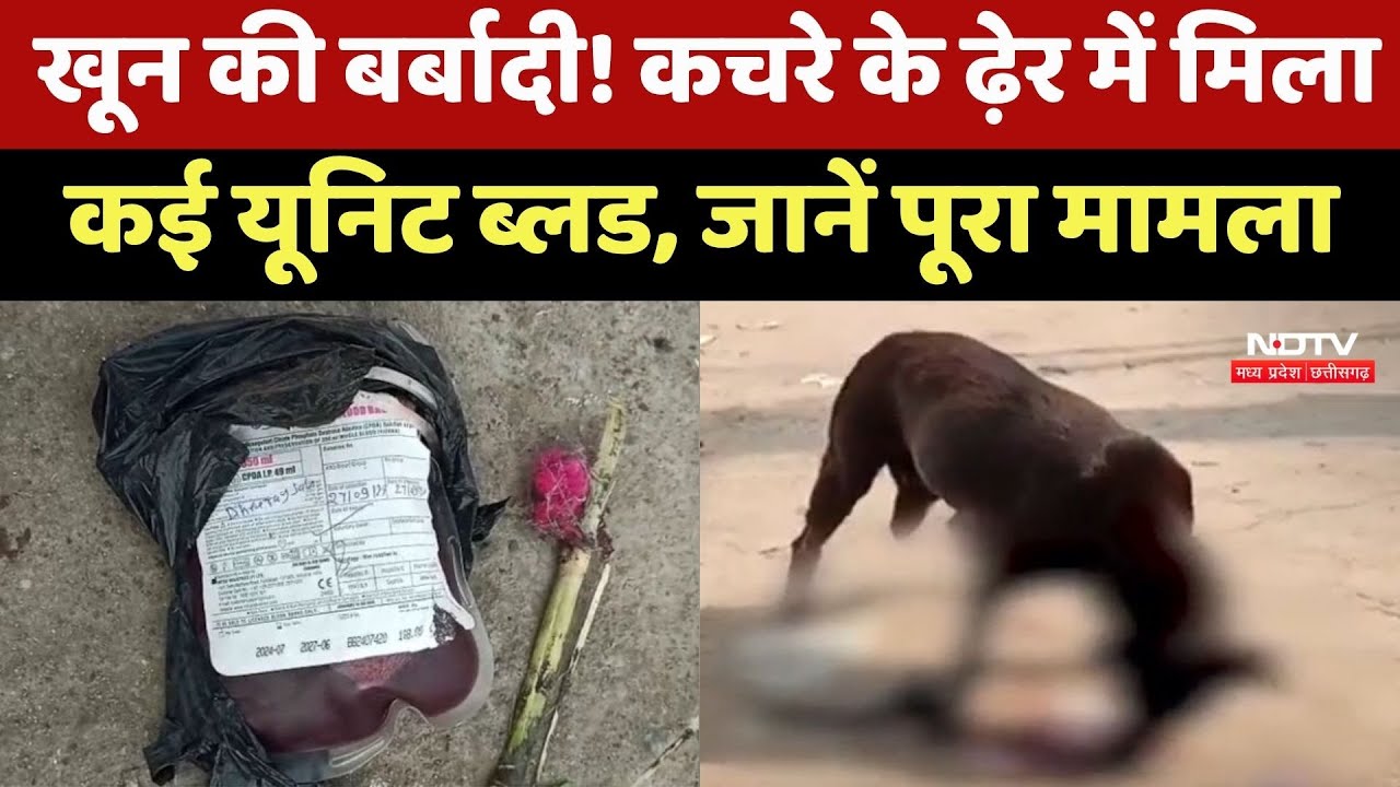 Gwalior News : खून की बर्बादी! कचरे के ढ़ेर में मिला कई Unit Blood, नोंचते दिखे Dogs, जानें मामला