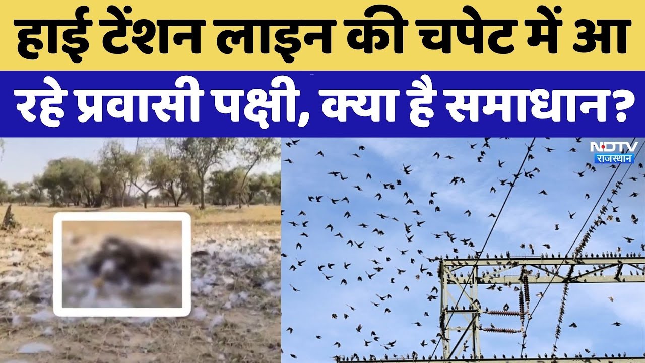 हाई टेंशन लाइन की चपेट में आ रहे प्रवासी पक्षी, क्या है समाधान?