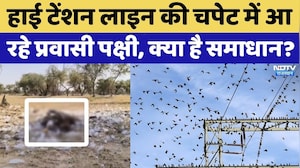 हाई टेंशन लाइन की चपेट में आ रहे प्रवासी पक्षी, क्या है समाधान?
