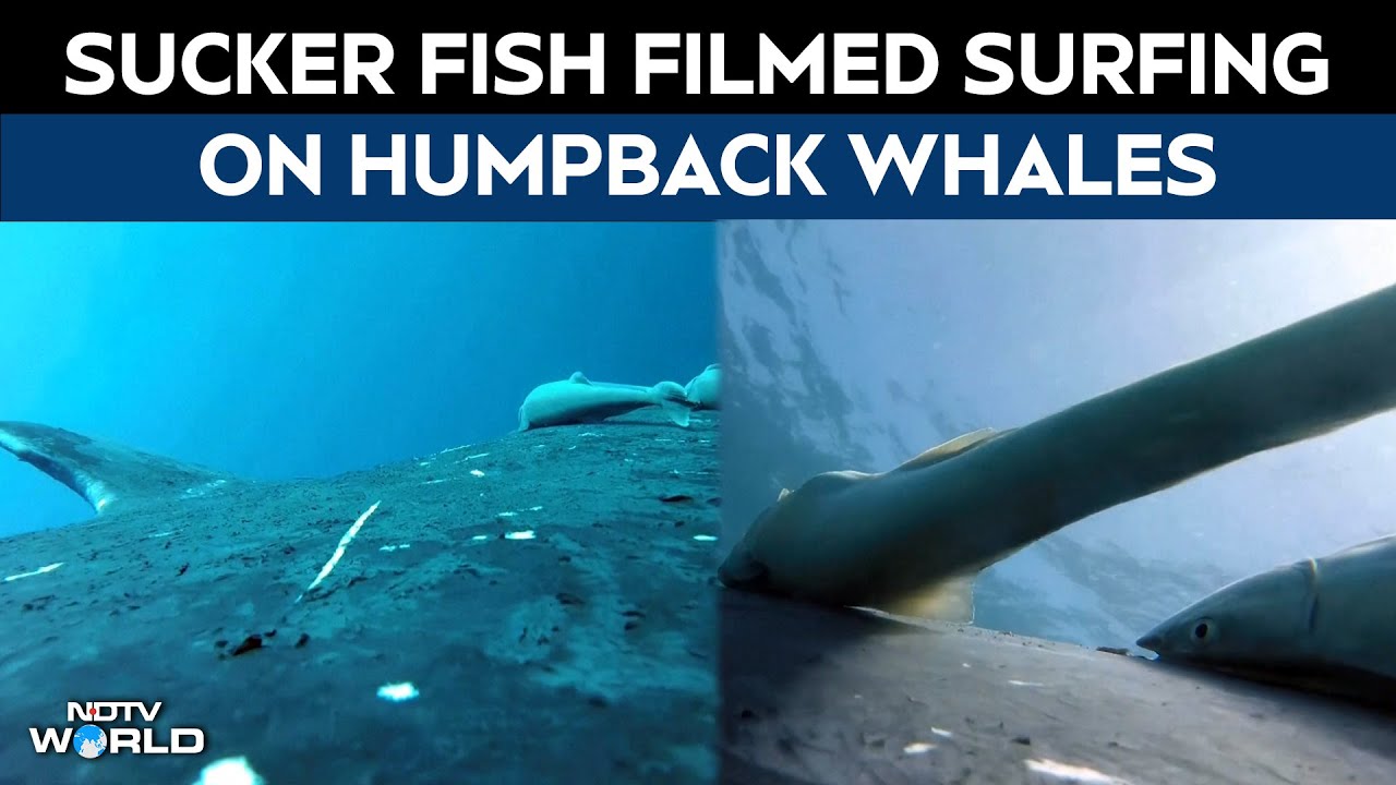 Rare Footage Shows Sucker Fish Whale-surfing In Wild Joyride Off Coast Of Australia