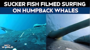 Rare Footage Shows Sucker Fish Whale-surfing In Wild Joyride Off Coast Of Australia