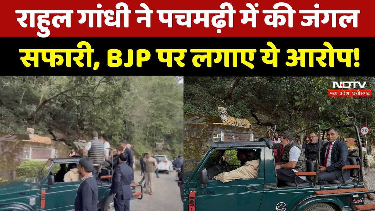 Rahul Gandhi MP Visit: Pachmarhi में राहुल गांधी ने की जंगल सफारी, देखिए ये Video | MP Top News