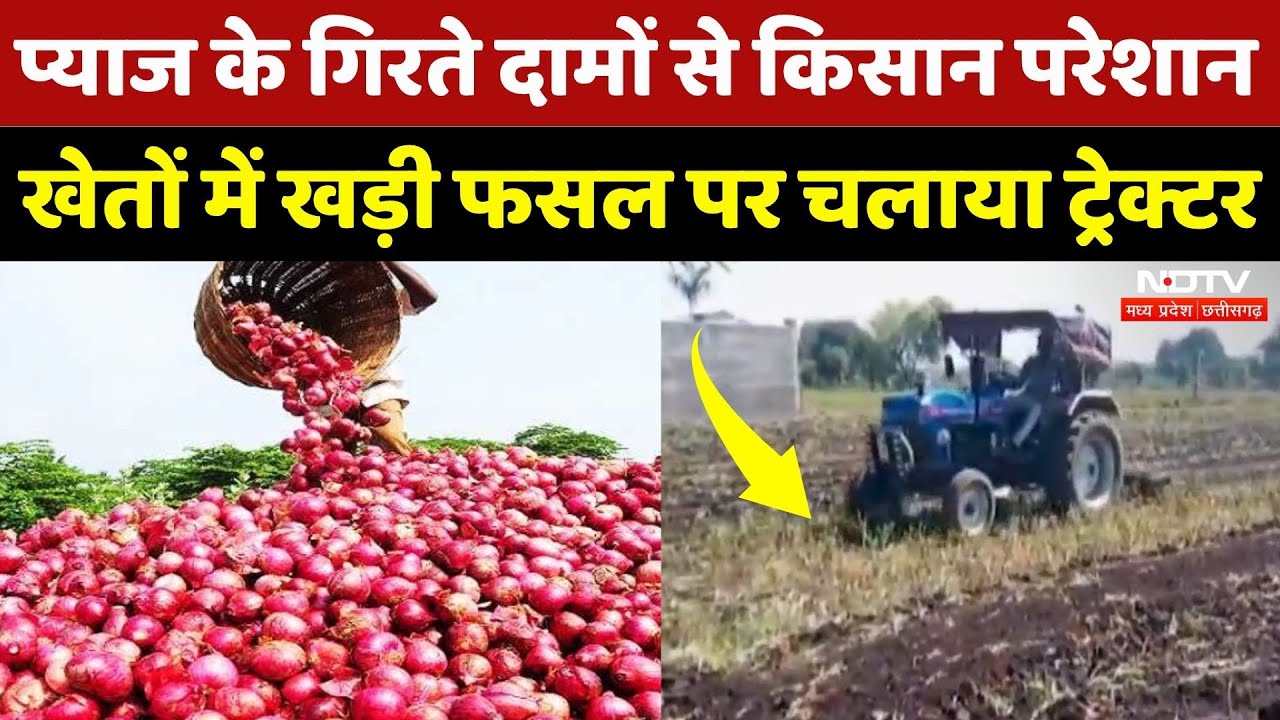 Onion Price: प्याज ने निकाले किसानों के आंसू, धड़ाम से गिरे दाम, फसल की बर्बाद! Mandsaur Farmers