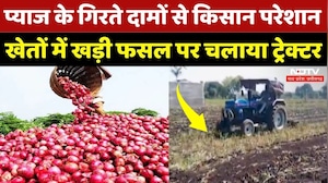 Onion Price: प्याज ने निकाले किसानों के आंसू, धड़ाम से गिरे दाम, फसल की बर्बाद! Mandsaur Farmers