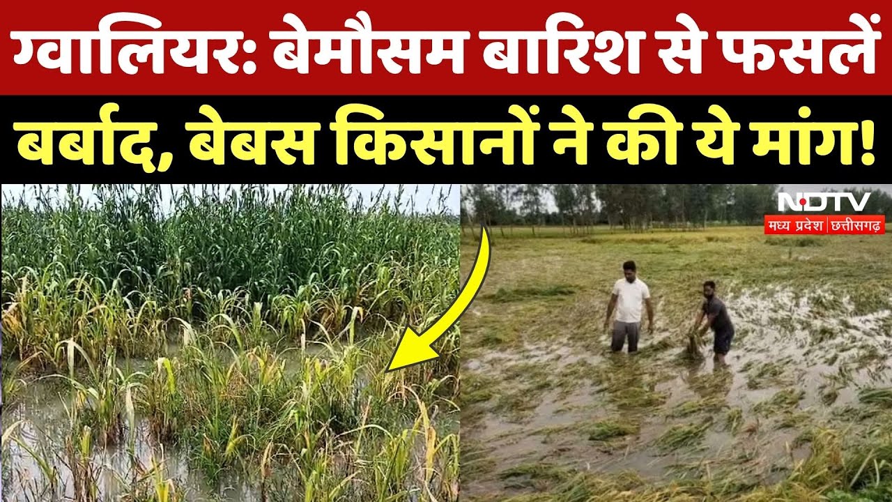 MP में बेमौसम से बर्बाद हुई फसलें, Farmers परेशान, सियासत हुई शुरू! Farmers News | Gwalior Farmers