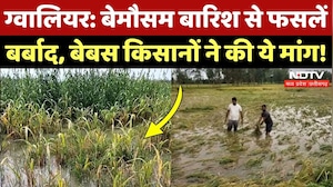 MP में बेमौसम से बर्बाद हुई फसलें, Farmers परेशान, सियासत हुई शुरू! Farmers News | Gwalior Farmers
