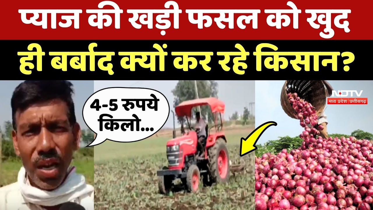 Onion Price: प्याज की खड़ी फसल को खुद ही बर्बाद क्यों कर रहे किसान?