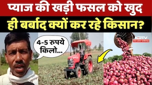Onion Price: प्याज की खड़ी फसल को खुद ही बर्बाद क्यों कर रहे किसान?