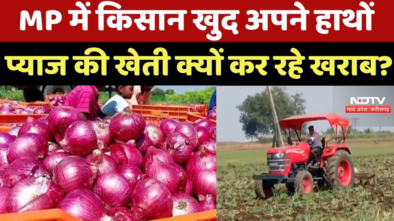 Onion Price: Khandwa-Mandsaur में प्याज Farmers का दर्द, खेतों में चला रहे Tractor