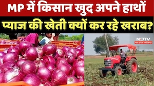 Onion Price: Khandwa-Mandsaur में प्याज Farmers का दर्द, खेतों में चला रहे Tractor