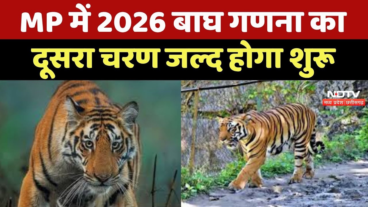 Madhya Pradesh में 2026 बाघ गणना का दूसरा चरण जल्द होगा शुरू
