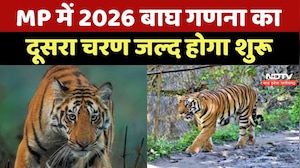 Madhya Pradesh में 2026 बाघ गणना का दूसरा चरण जल्द होगा शुरू