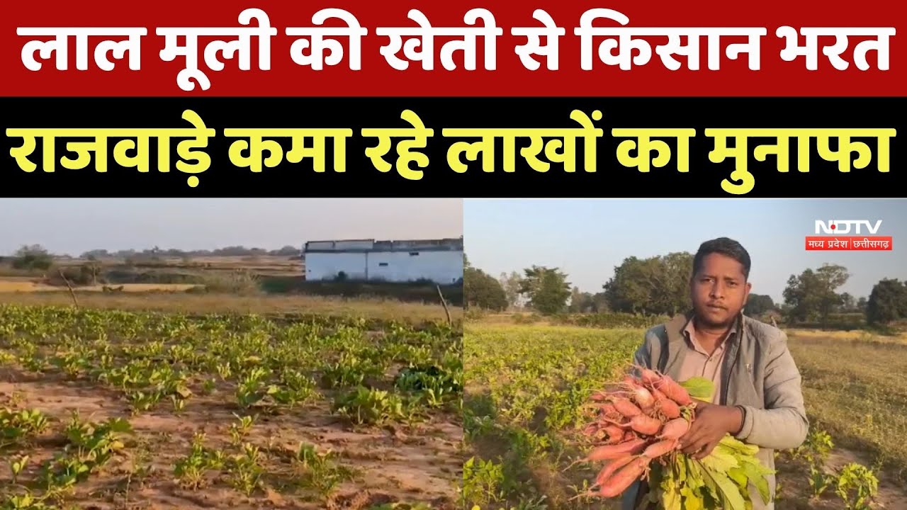 Korea News : रंग, स्वाद और दाम तीनों में खास! लाल मूली की खेती से Farmer कमा रहे लाखों