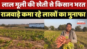 Korea News : रंग, स्वाद और दाम तीनों में खास! लाल मूली की खेती से Farmer कमा रहे लाखों