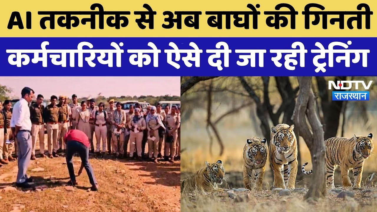 Kota News: Tiger Reserve में AI तकनीक से बाघों की गिनती, WII करेगा Data का विश्लेषण | Rajasthan